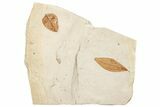 Two Oligocene Fossil Leaves - France #254313-1